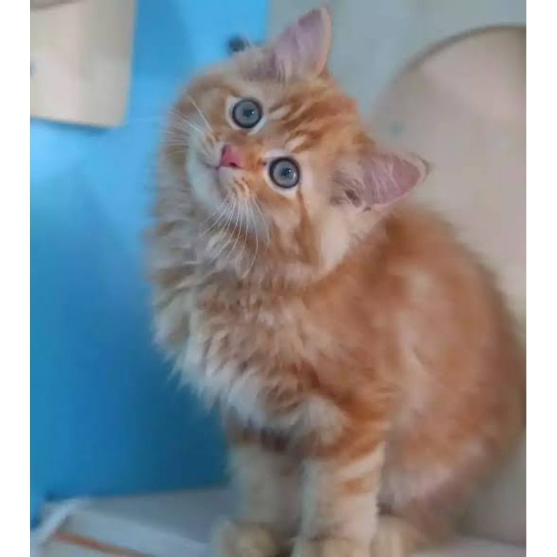 Kucing anggora lepas adopsi