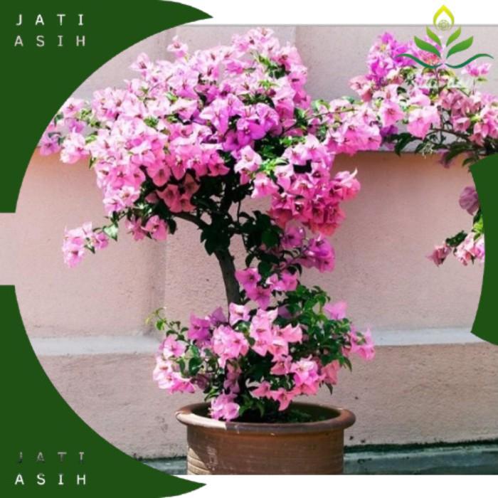 [Tanaman Hias] BUGENVIL atau BUNGA KERTAS -tanaman hidup-bunga hidup murah-bunga hias - tanaman hias