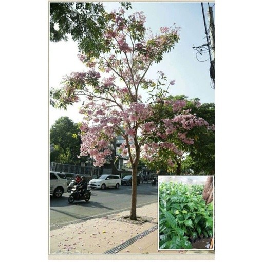 Pohon Tabebuya Rosea Ukuran (1meter-+) - Tanaman Hias Tabebuya Rosea