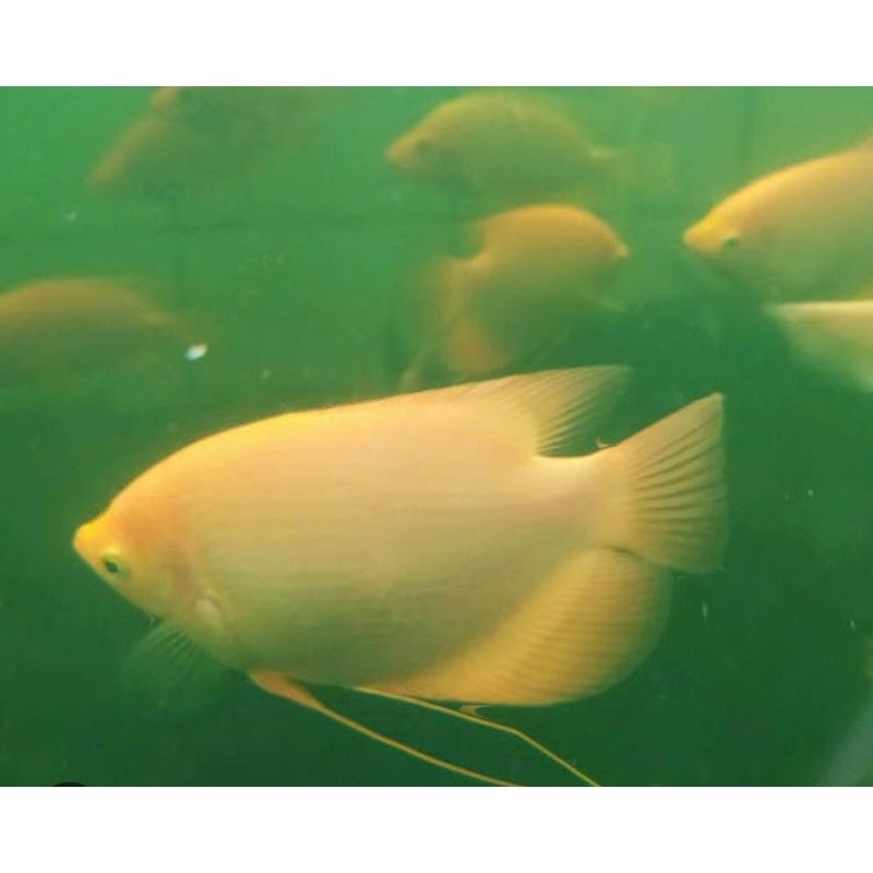 Gurame Padang/albino size 6-7 cm