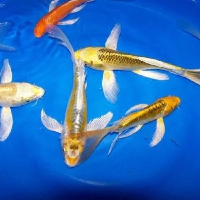 ikan koi kumpay slayer / Bibit koi berkualitas ( AKARA )