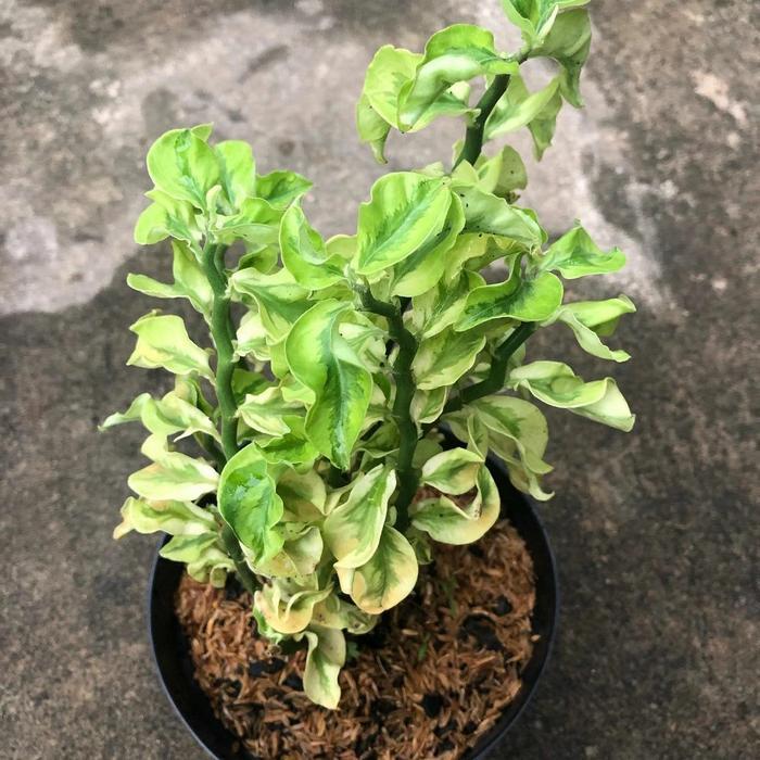 Tanaman hias gantung hoya curly - tanaman patah tulang zig zag