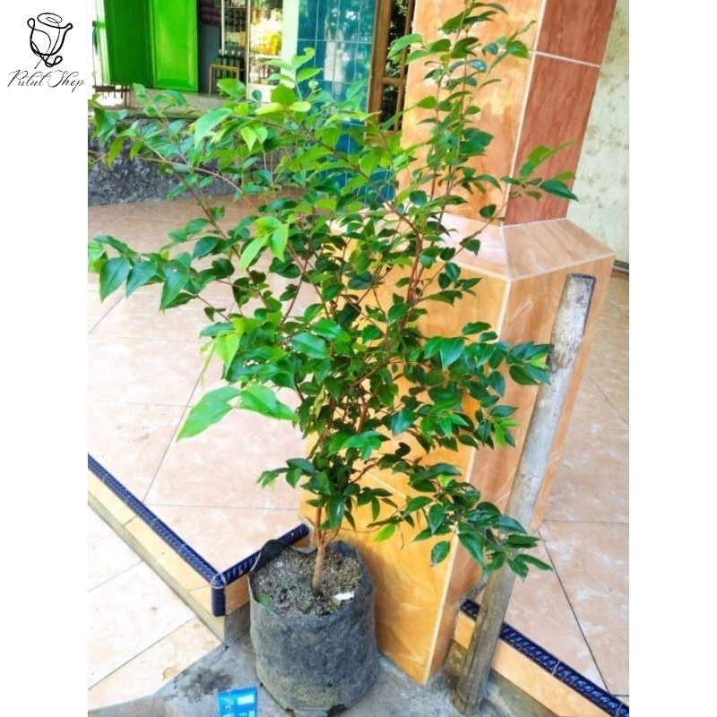 BIBIT ANGGUR POHON BRAZIL PRECO BATANG BESAR COCOK DI POT