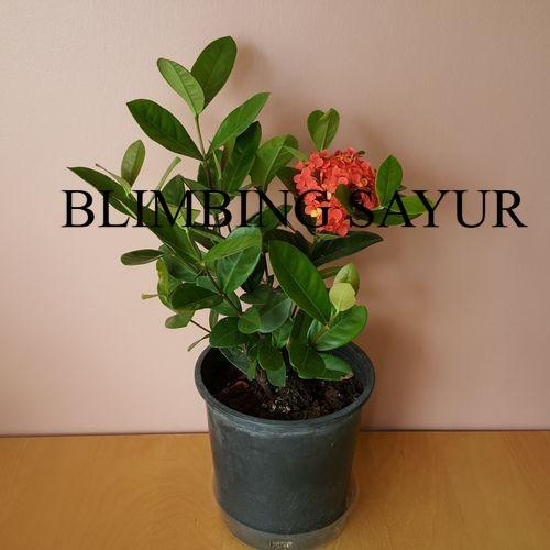 tanaman hias asoka hawai merah - soka daun besar