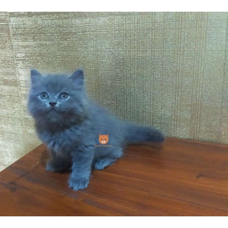 kucing Persia British