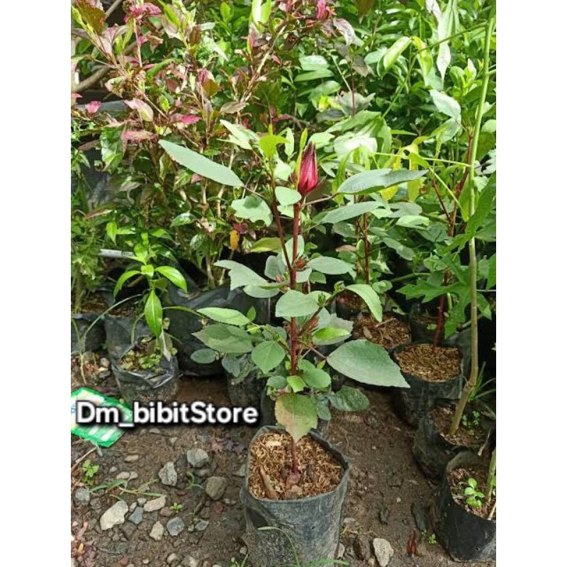 Bibit Tanaman Rosela Herbal | Bibit Rosela Teh Rosela Asli