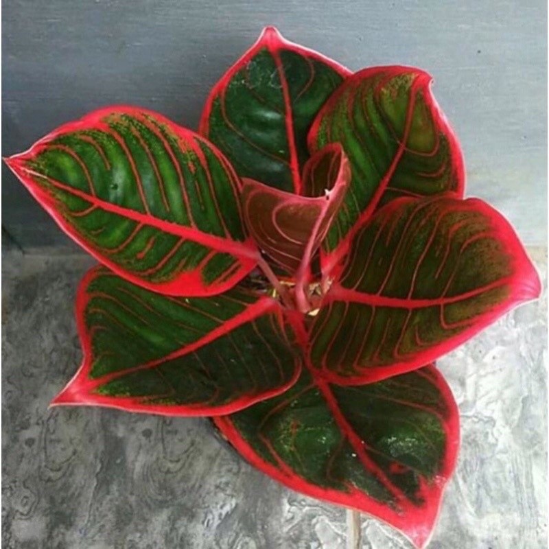 bibit tanaman hias aglonema anakan aglonema KANZA daun 1/2