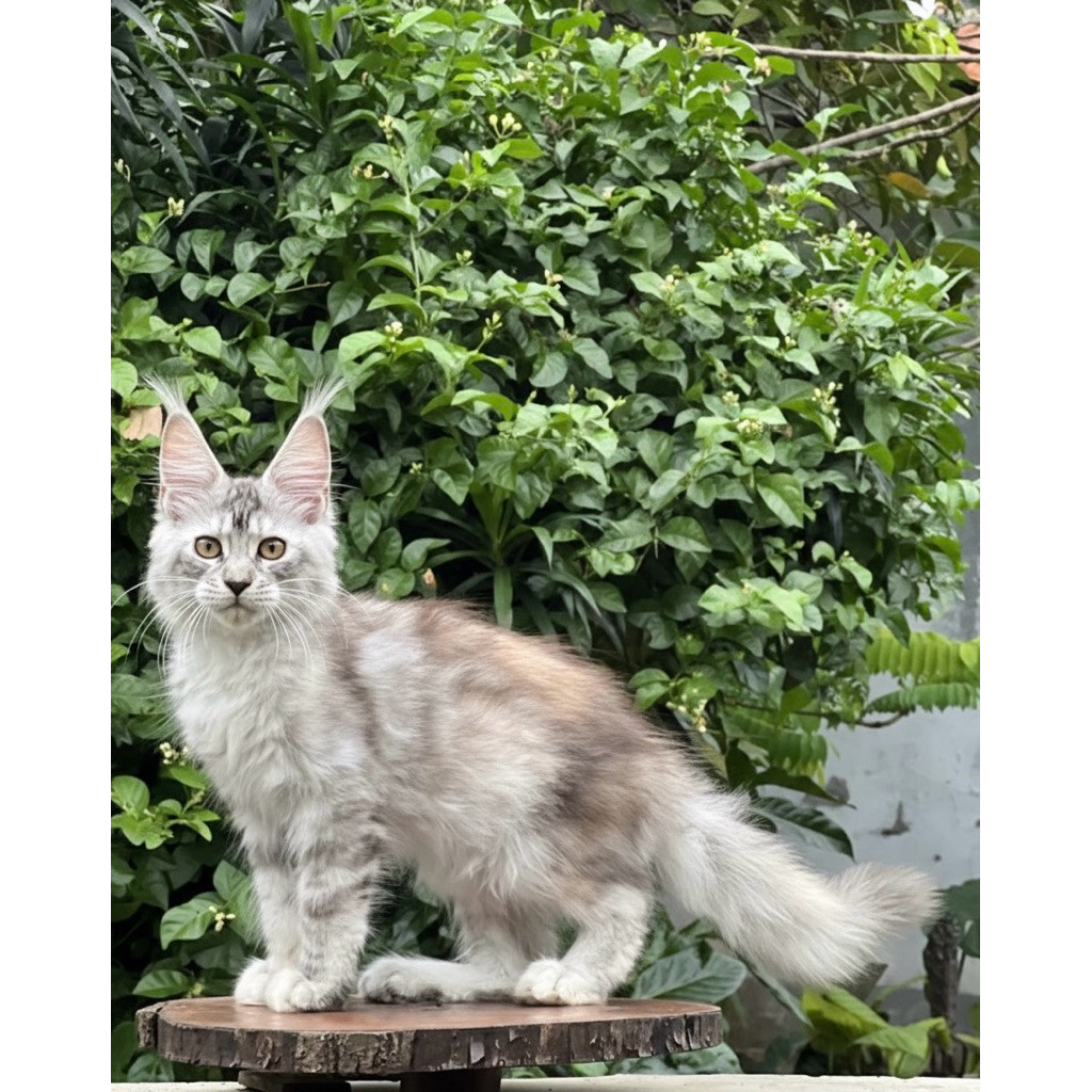 kucing British Shorthair Scottish Fold Munchkin Persia Ragdoll Himalaya Mainecoon Persia Peaknose