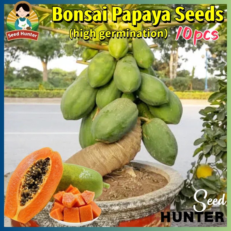 Fresh Sweet Dwarf Papaya benih buah buahan (Fast Growing 30biji) Potted Papaya Plant Seeds for Garde