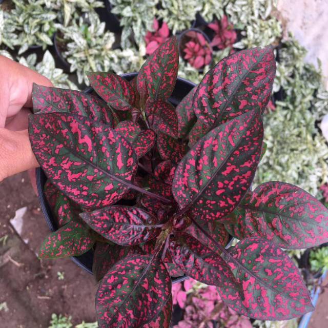 Tanaman Hias Hipotes Hipoestes Polkadot Merah Pink Hijau
