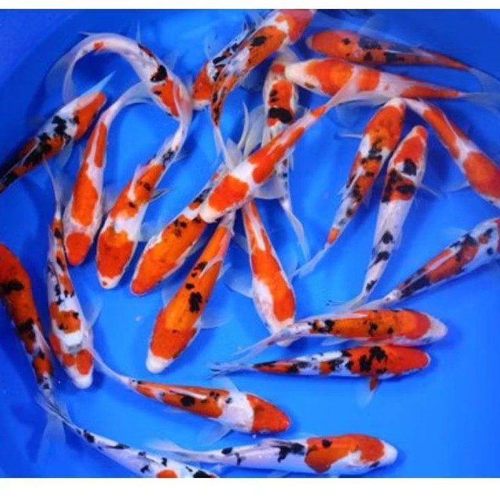 bibit ikan koi blitar size 7-8cm warna murmer