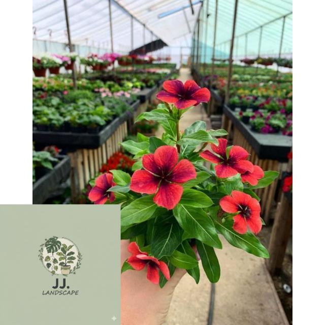 cod TANAMAN HIDUP BUNGA HIAS , VINCA TAPAK DARA - BUNGA HIAS VINCA - BUNGA HIDUP TAPAK DARA - VINCA 