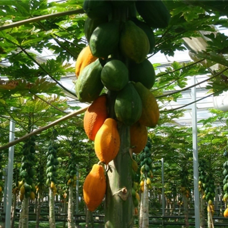 Stok tersedia melimpah 30butir biji Easy to grow - Papaya benih buah buahan High Yield  Fruit Seeds 