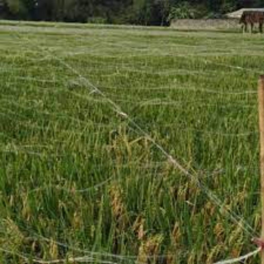 Jaring Sawah / Jaring Burung Emprit / Jaring Ikan Senar 0,15mm Premium