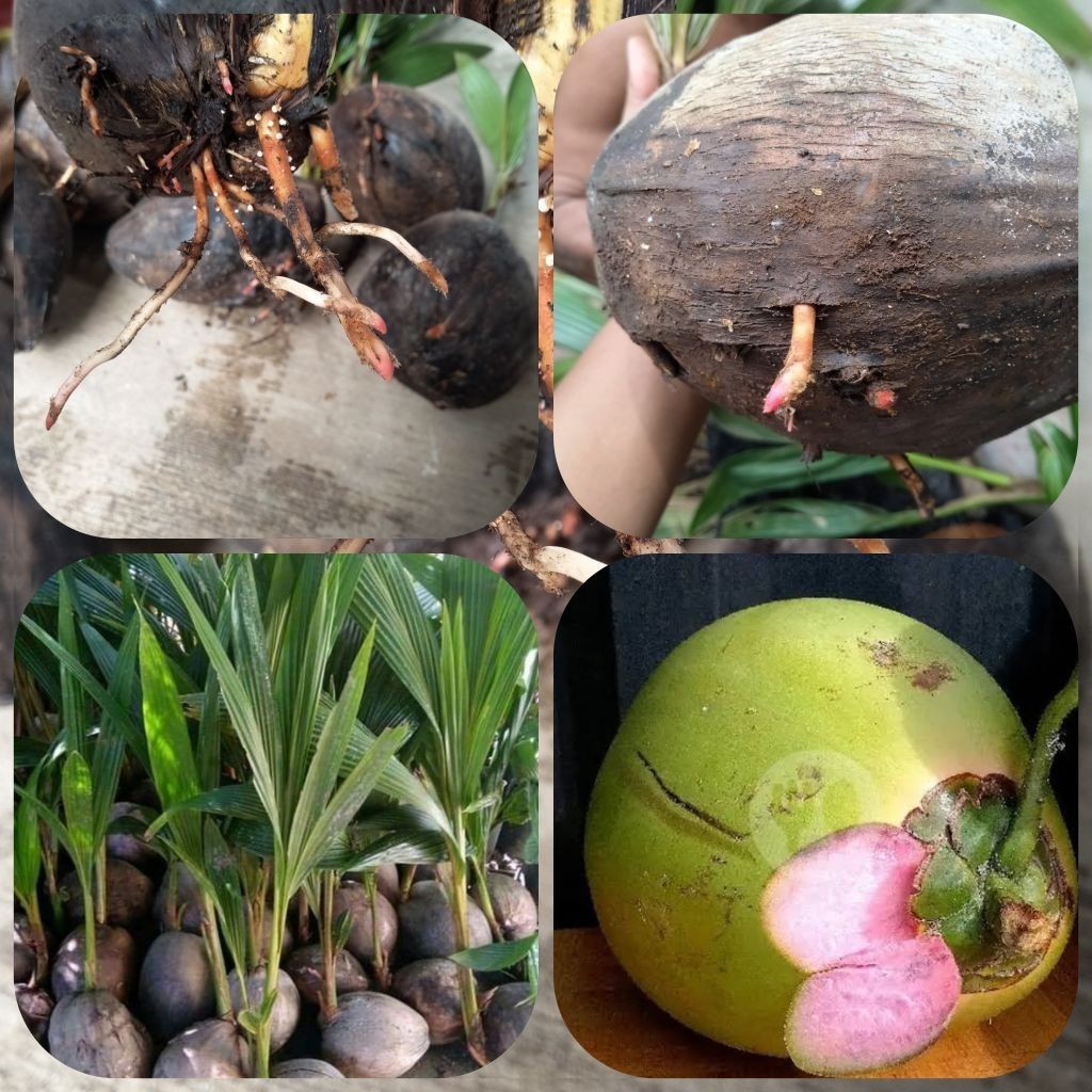 Bibit Kelapa Wulung Akar Merah Asli Original Bergaransi 100%
