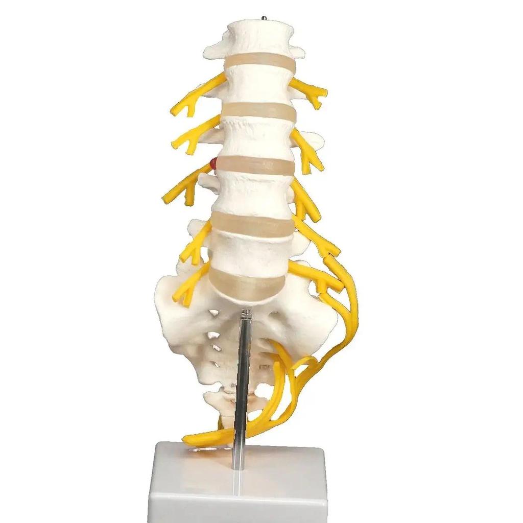 Lumbar Cauda Equina Spine Sacrum Coccyx Spinal Nerve Neural Skeleton Model Teaching Training Aid Edu