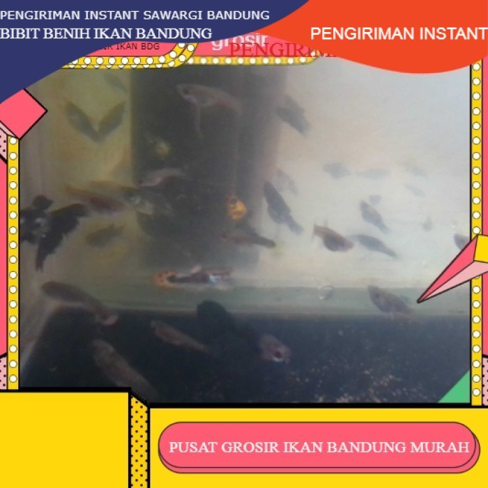 bibit / benih ikan hias guppy cendolan  per ekor GROSIR BANDUNG INSTANT BDG