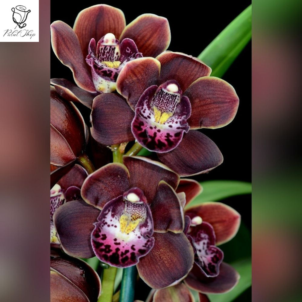 Anggrek Cymbidium Mini Wonder Chocolate Dewasa - Anggrek Tanah