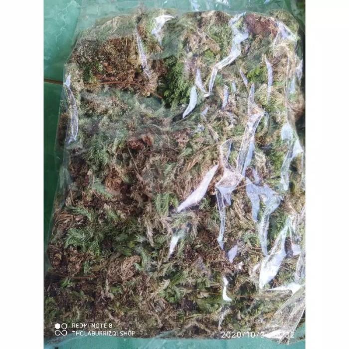 COD_ Moss Media Tanam/ Moss Putih Lokal/ Spagnum Moss/ Moss Hutan 1kg (PANGPUNG ALAM)
