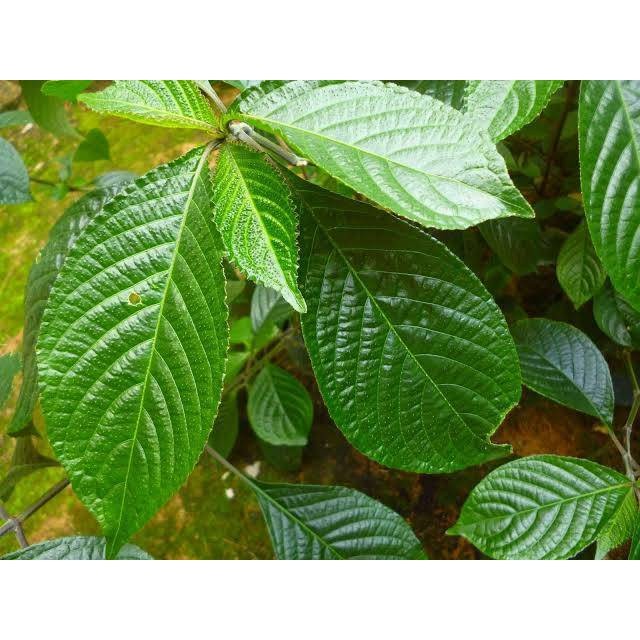 daun pecah beling atau daun keji beling