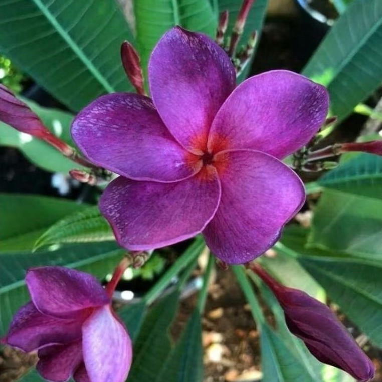 Pohon Kamboja bali bunga ungu (sudah berakar) / Tanaman hias kamboja bali bunga ungu