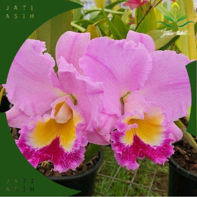 tanaman hias anggrek dendrobium pink // anggrek dendrobium // anggrek dendrobium siap berbunga
