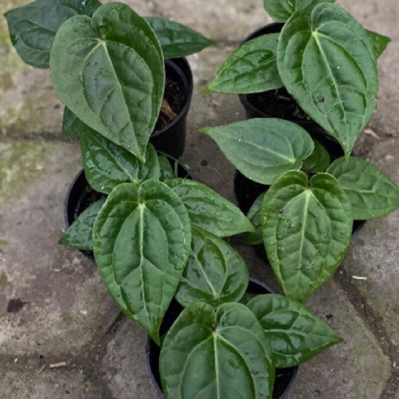 MURAH Anthurium Luxurian X Ecuador BIBIT