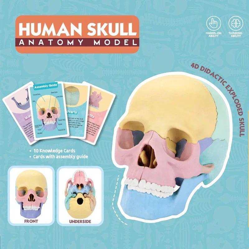 4D Anatomy Model 17 Parts Life-sized Colored Human Anatomy Head Skull Toy Assembly Oral Teaching Mec