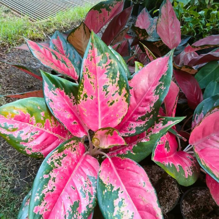 aglo red kocin daun ,5,6,7 rimbun,subur