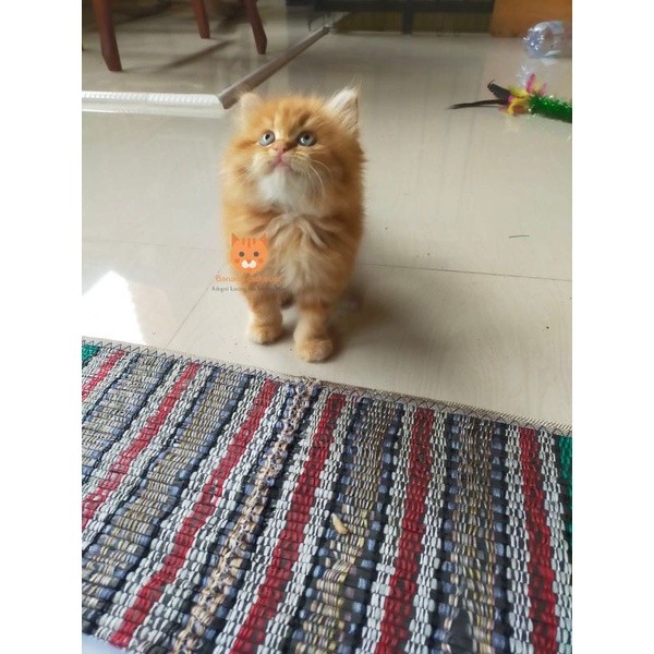 kucing Persia munchkin oren lucu