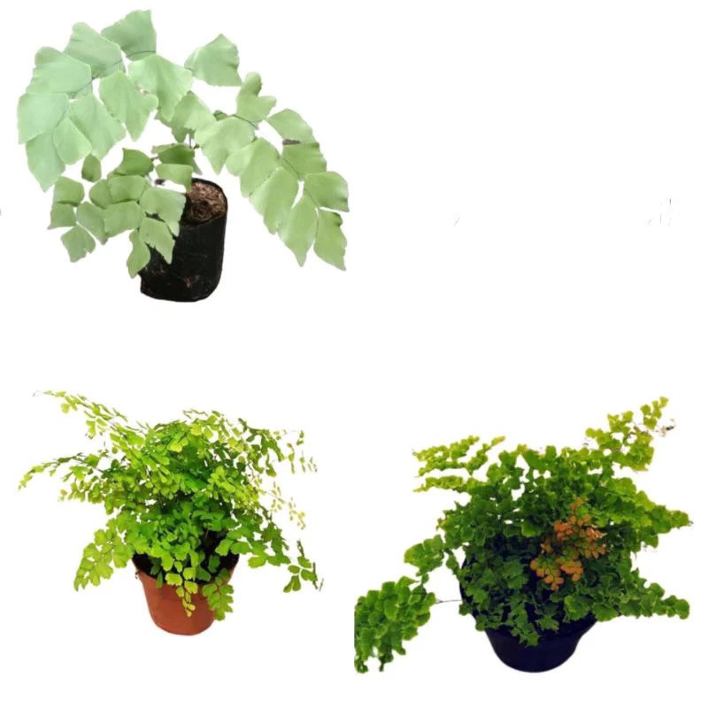 PROMO Paket 3 Tanaman Hias suplir - tanaman hias suplir keribo - suplir - suplir kupu kupu - paket h