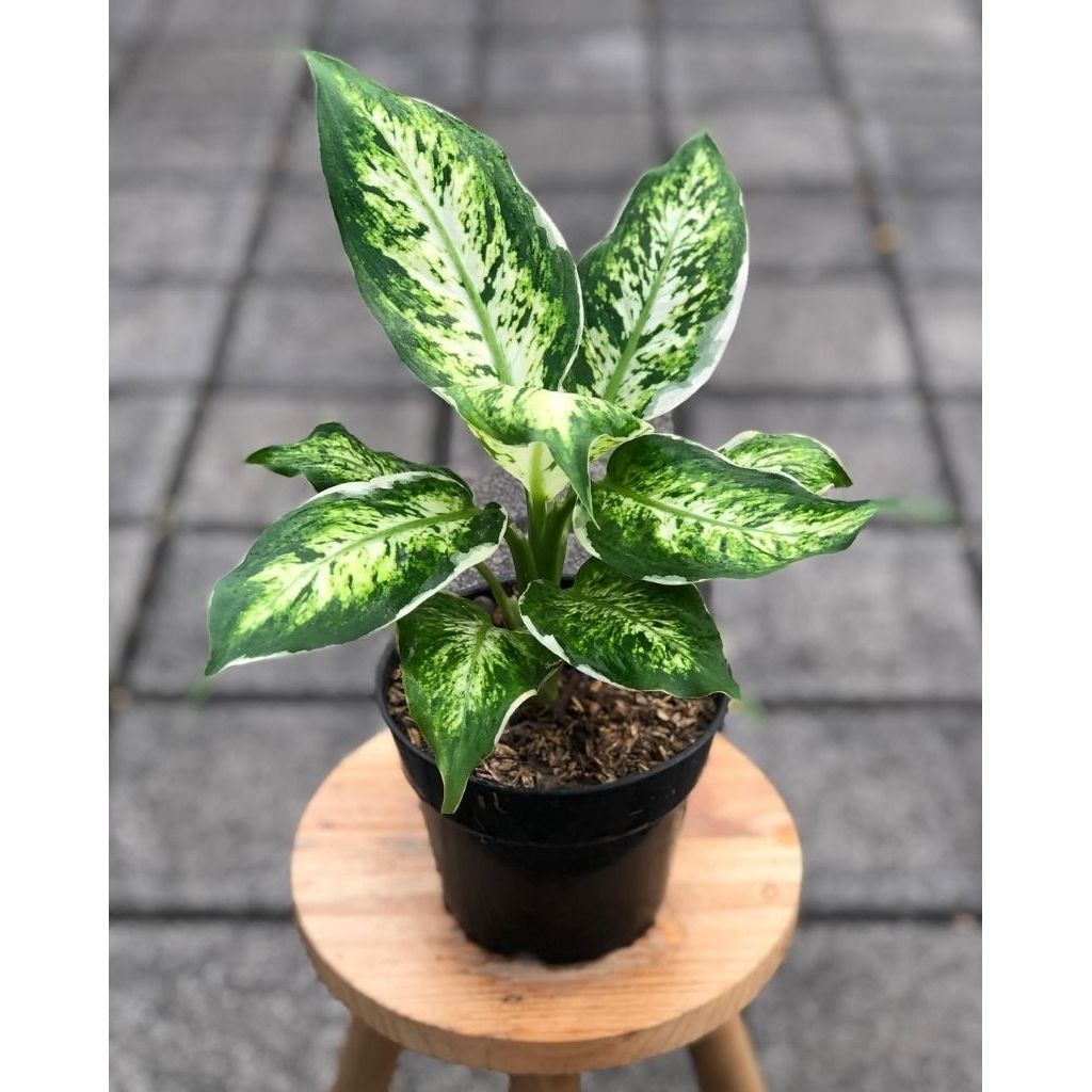 Tanaman Hias Aglonema Lukisan Cinta - Bibit Aglonema Lukisan Cinta