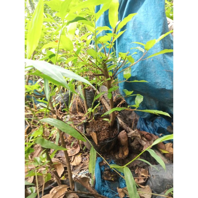 Promo Bahan Bonsai Ficus Loa Cangkok Subur Besar Raja Bonggol