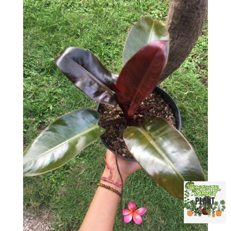 philodendron black kardinal