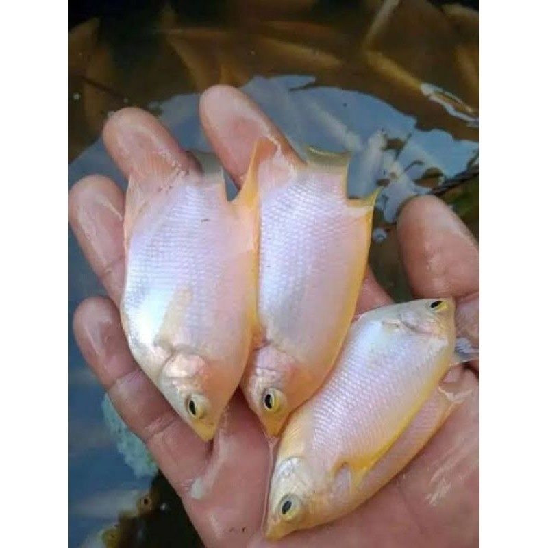 Ikan Gurame Padang Albino Size 6-7 Cm