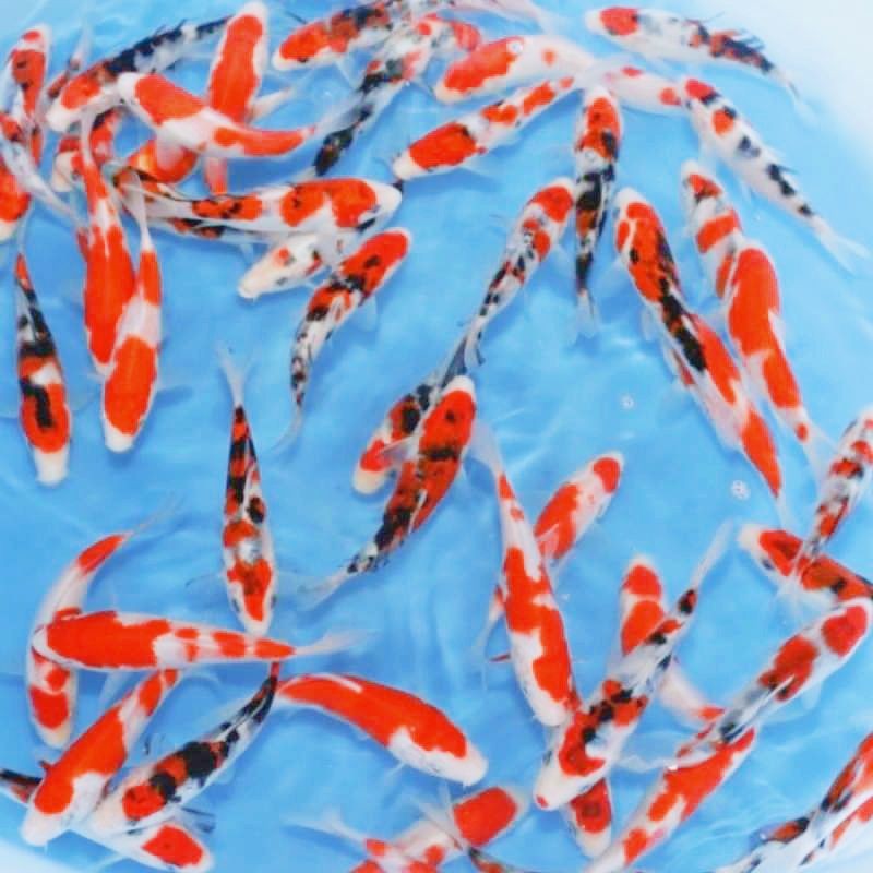 KOI Blitar Grade A isi 3 ekor ukuran 13-15 cm + BONUS PAKAN IKAN