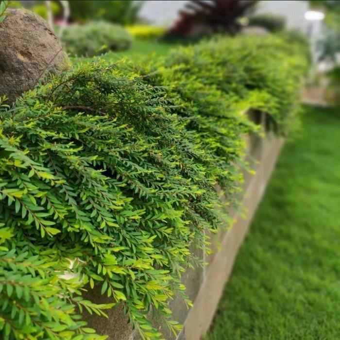 Tanaman Bonsai Cendrawasih - Bahan Bonsai Cendrawasih -  Bibit Cendrawasih TANAMAN HIAS