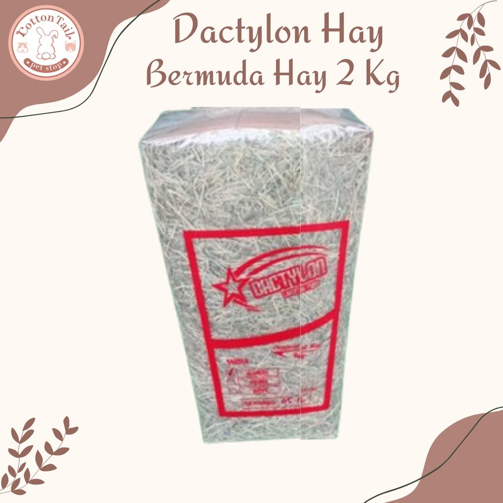 DACTYLON HAY / Rumput Kering Bermuda Pakan Kelinci & Cavy 2kg cp