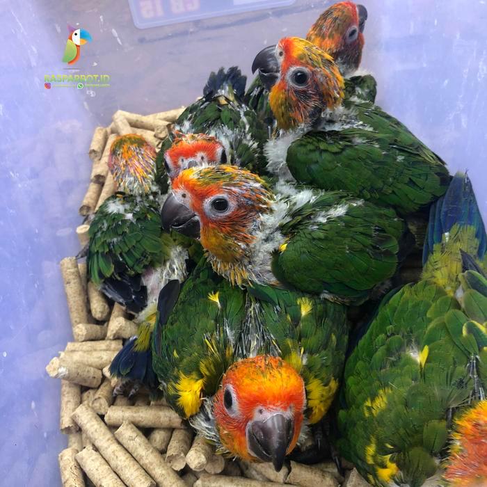 12.12 SALE Sun Conure Baby - Unsexing