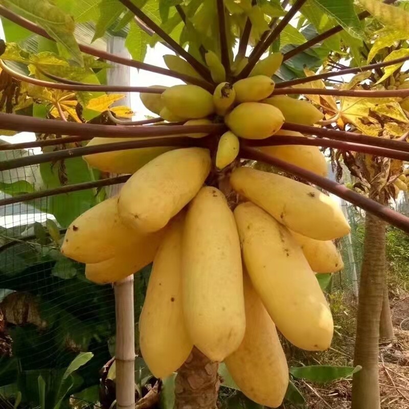 Stok tersedia melimpah Dwarf Papaya Seeds (30Pcs Per Pack) Heirloom Variety Papaya Bonsai benih buah