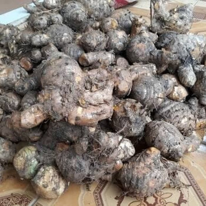 Bibit temulawak bibit tanaman temulawak -+