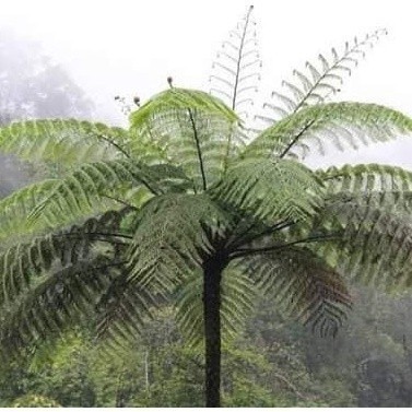 Tanaman hias pakis tinggi 1,5 M - pakis monyet-pakis paku hias "