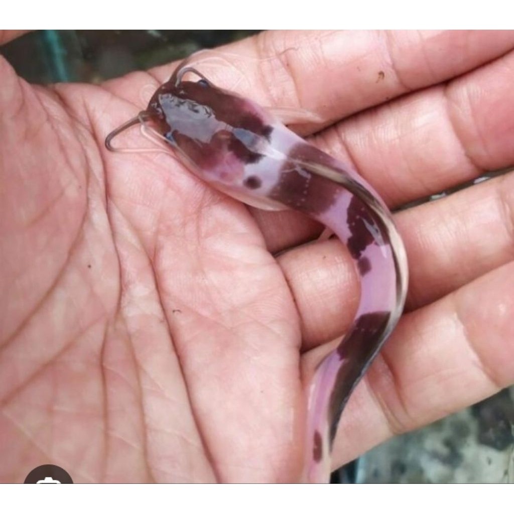 PAKET IKAN LELE ALBINO PER 20 EKOR MURMER