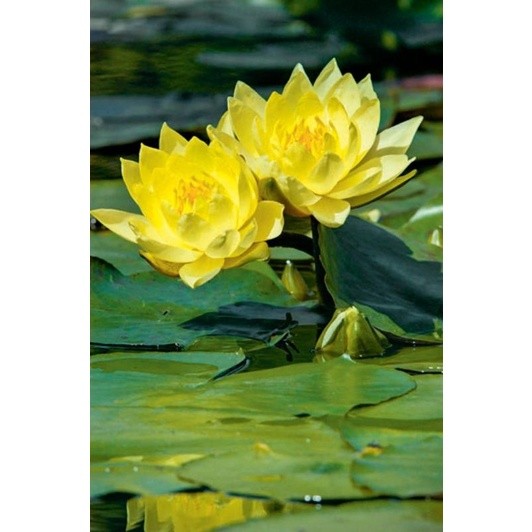 TANAMAN HIAS AIR TERATAI BUNGA KUNING - BUNGA TERATAI - TANAMAN HIAS HIDUP