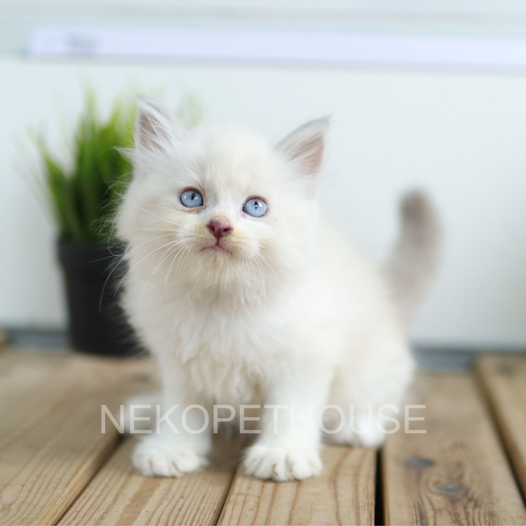 Kucing Persia Betina Mix Ragdoll Lucu Lincah Gemes 2.5 Bulan