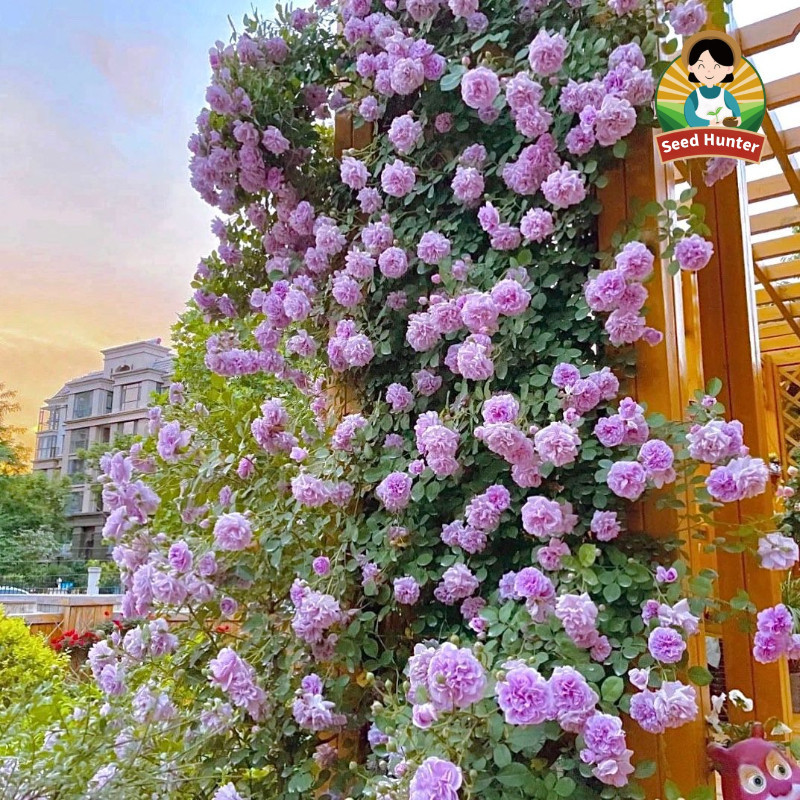 Fresh MAWAR hidup benih bunga warna warni (Mixed Color 50benih) French Climbing Rose Seeds Bonsai Ro