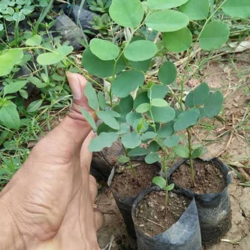 Bibit Pohon Sonokeling Siap Tanam | Bibit Kayu Sonokeling