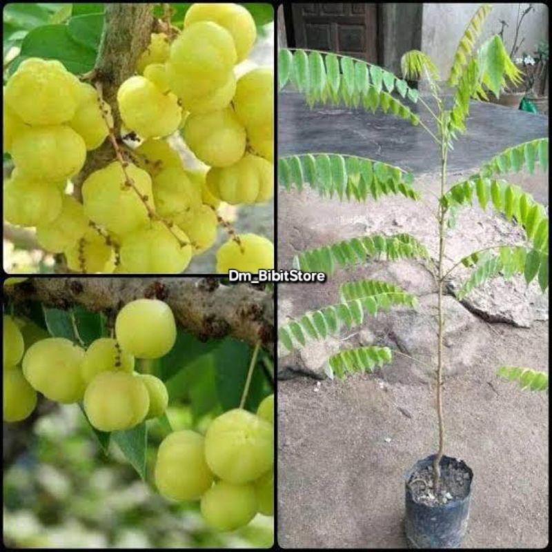 Bibit Tanaman Buah Cermai Manis Cepat Berbuah | Bibit Cermai Unggul