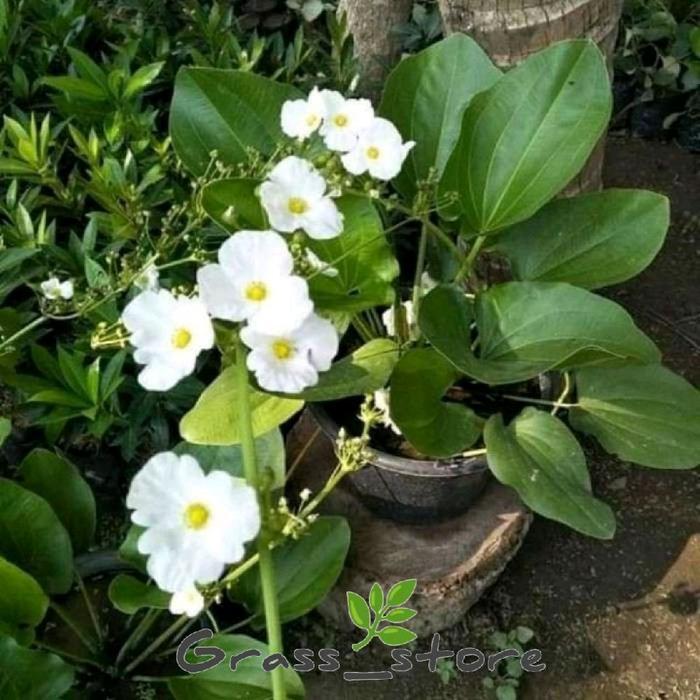 PROMO | Tanaman Hias Melati Air Bunga Hias - Bunga Hias melati air - Tanaman Air Melati - Tanaman hi