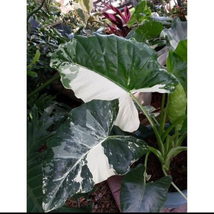 Tanaman hias caladium varigata macroriza